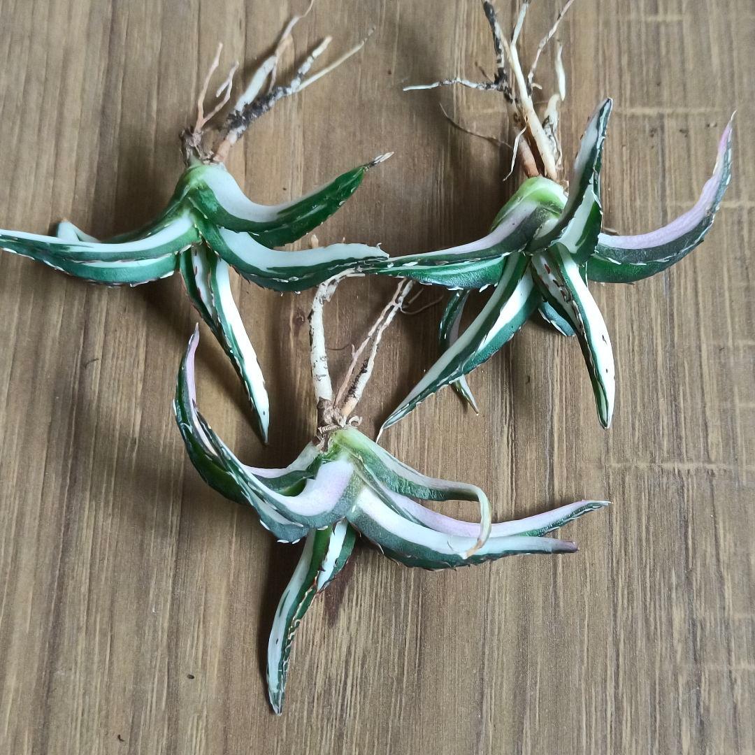 A079 特選 アガベ チタノタ 氷山白中斑 鮮明錦 永久斑 極上3株同梱