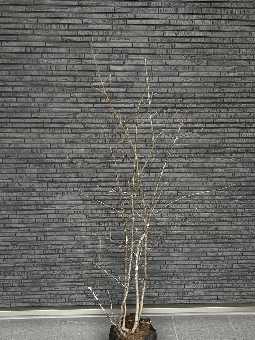 山採り天然　アオダモ　3本株立ち　14