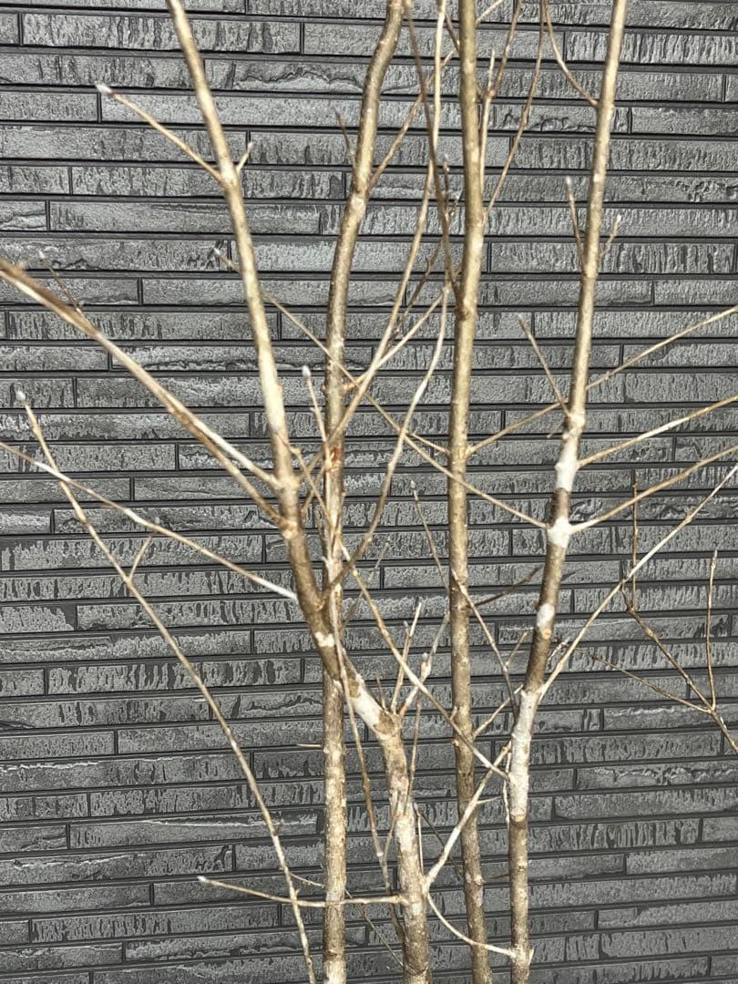 山採り天然　アオダモ　3本株立ち　14