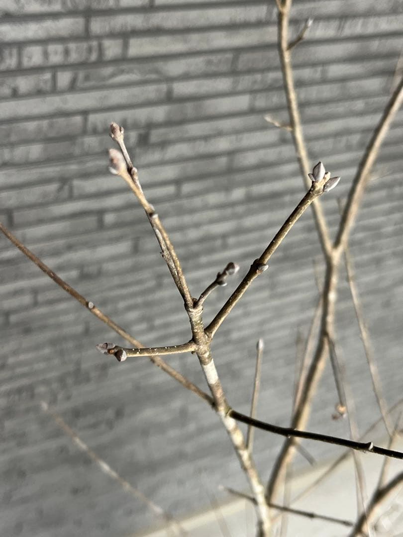 山採り天然　アオダモ　3本株立ち　14