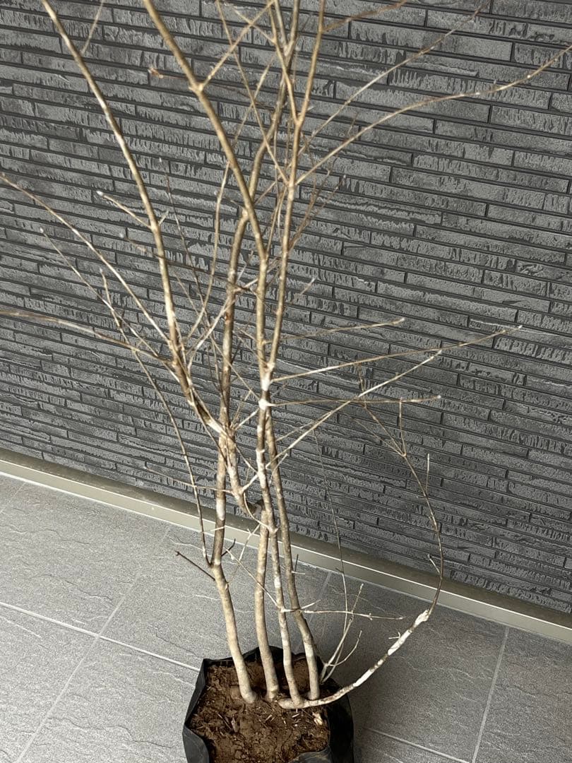 山採り天然　アオダモ　3本株立ち　14