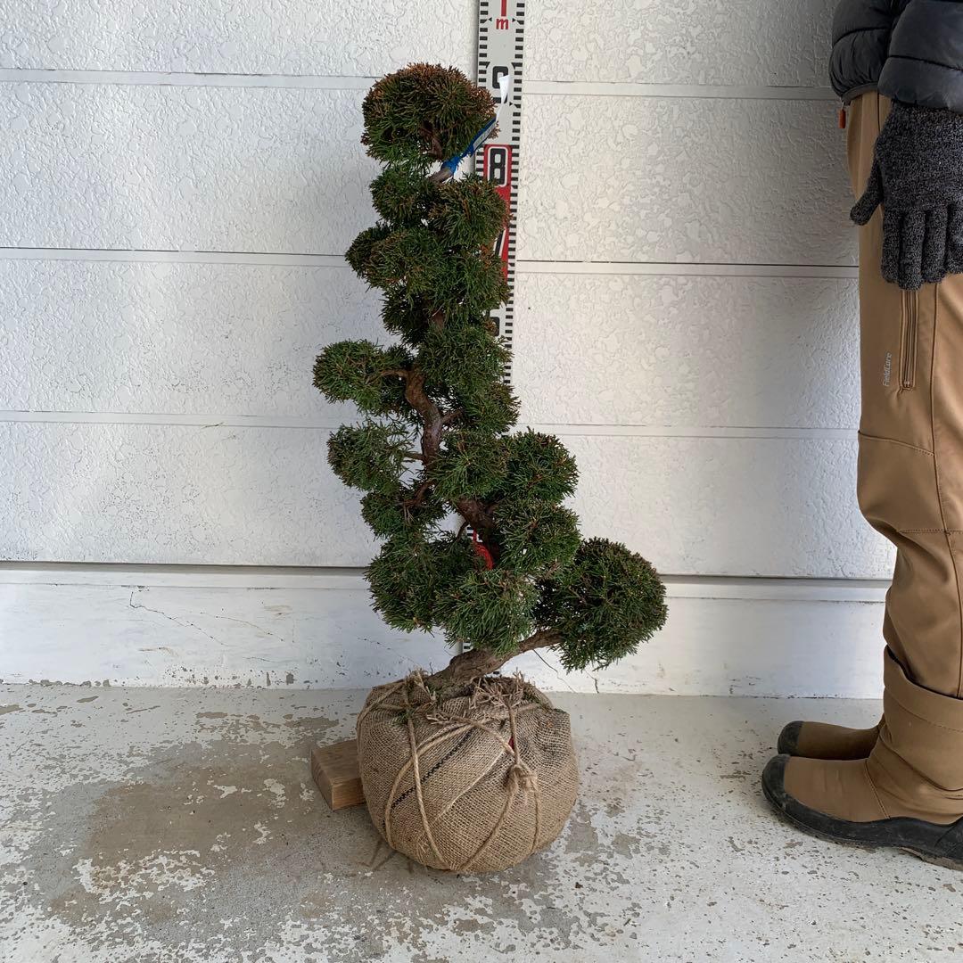 売り尽くし　黄金真柏　約80cm【オウゴンシンパク/盆栽/日本庭園】49