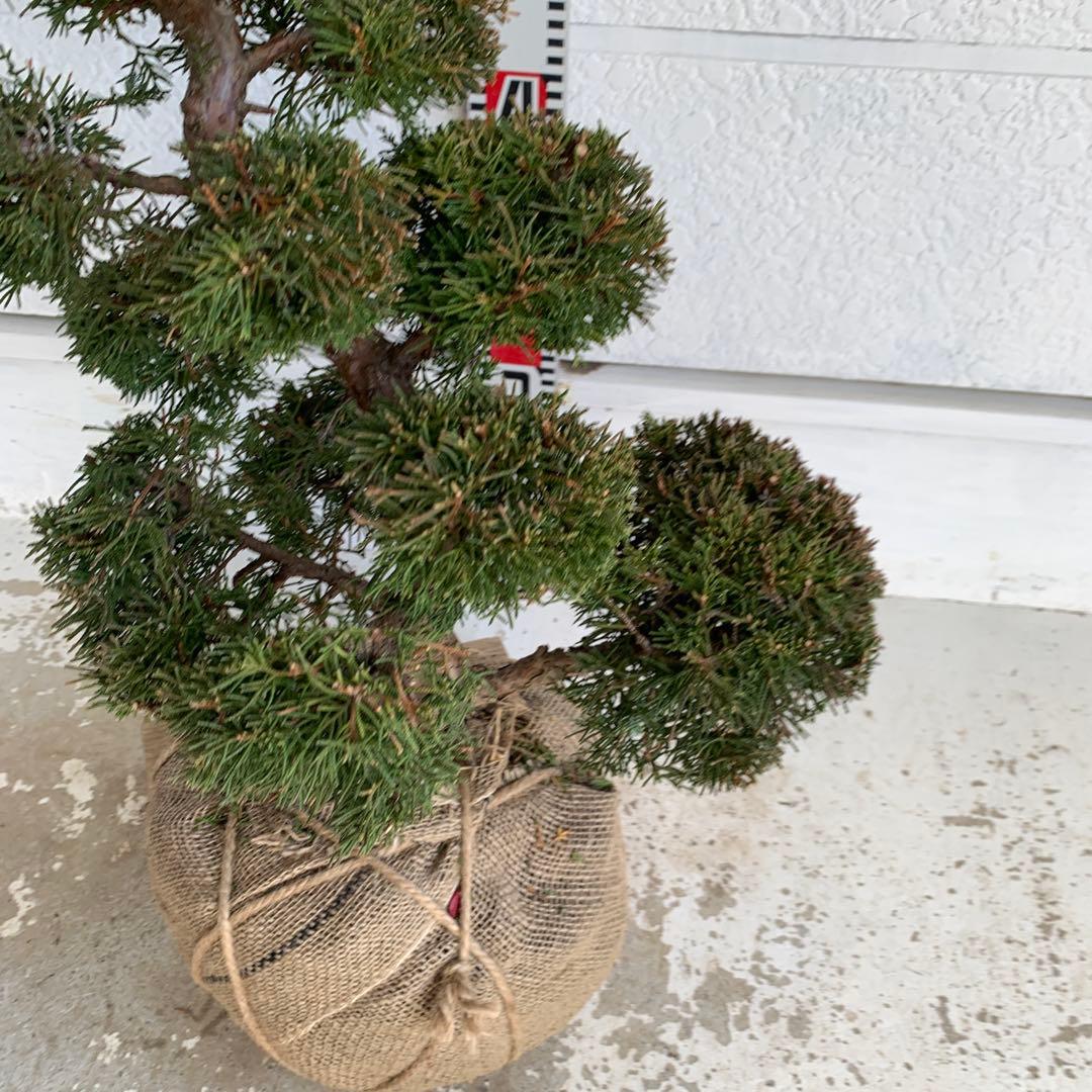 売り尽くし　黄金真柏　約80cm【オウゴンシンパク/盆栽/日本庭園】49