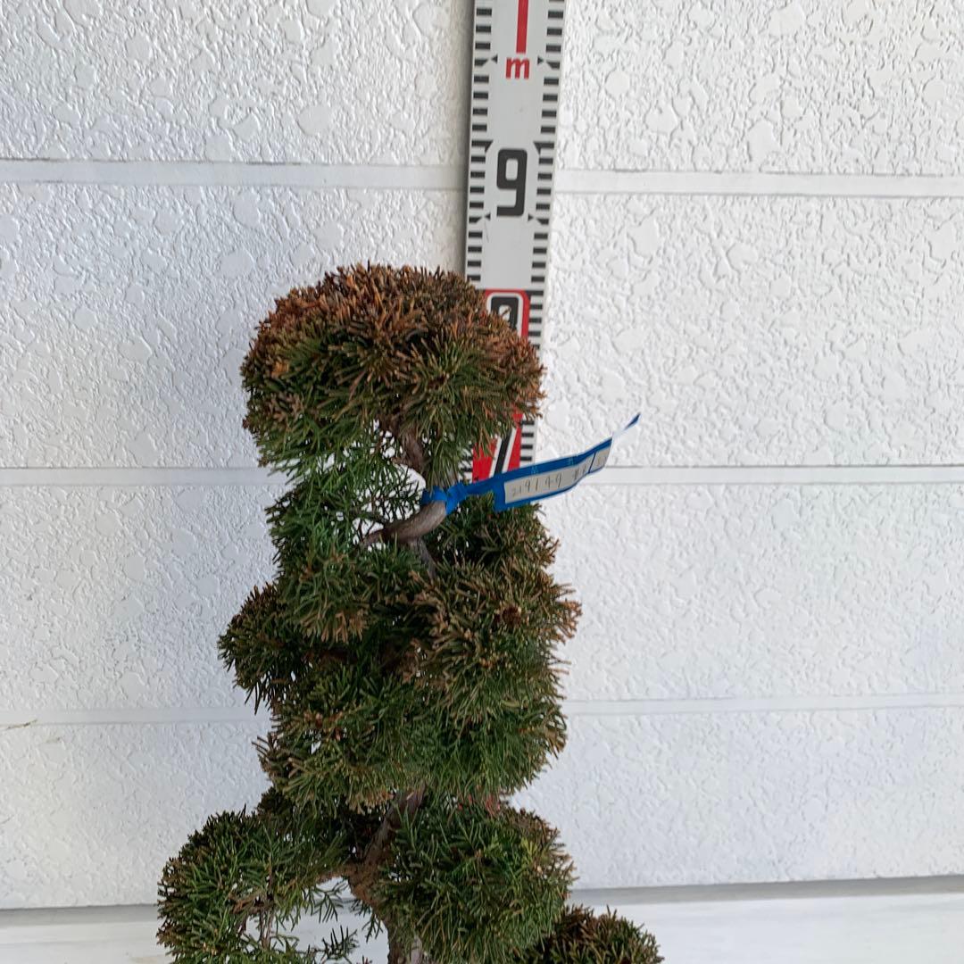 売り尽くし　黄金真柏　約80cm【オウゴンシンパク/盆栽/日本庭園】49