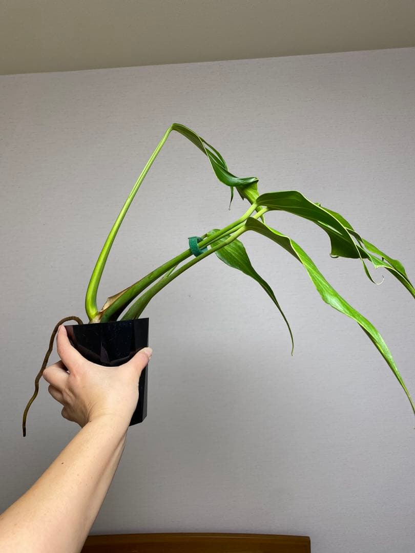 A*I様 【棚整理セール‼️】モンステラ　バールマルクス　希少　レア　人気‼️