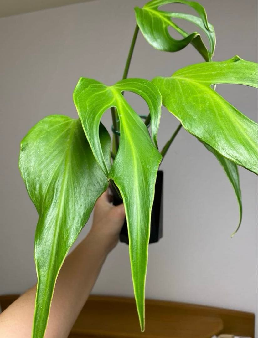 A*I様 【棚整理セール‼️】モンステラ　バールマルクス　希少　レア　人気‼️