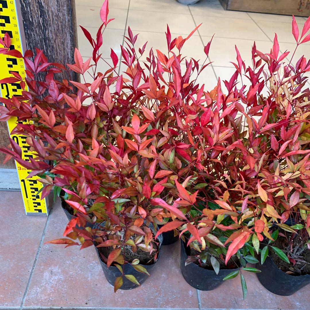 南天　ナンテン 苗木　10個セット