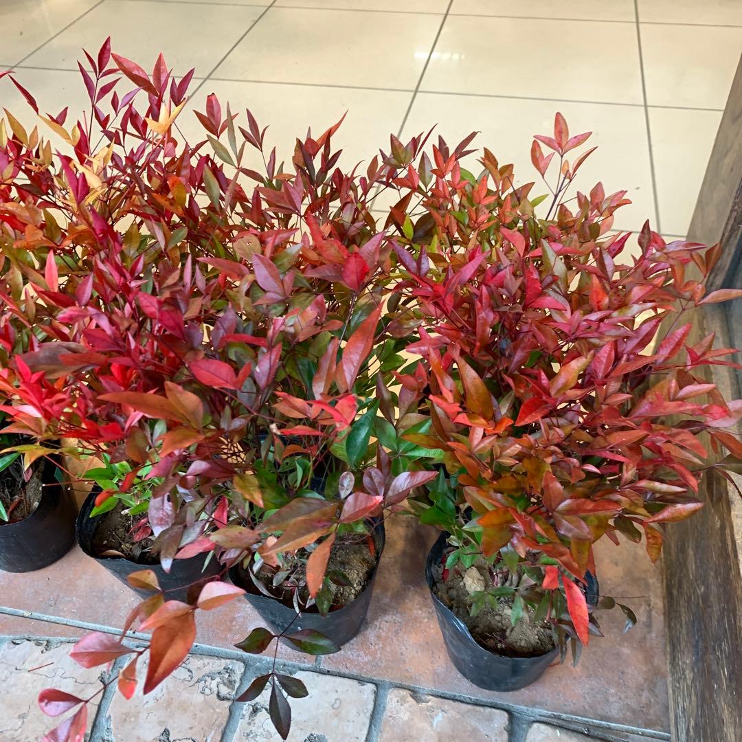 南天　ナンテン 苗木　10個セット