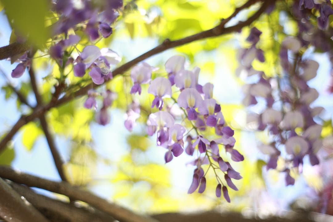 作例あり☆【整備済・完動品】CANON New FD 85mm f1.8