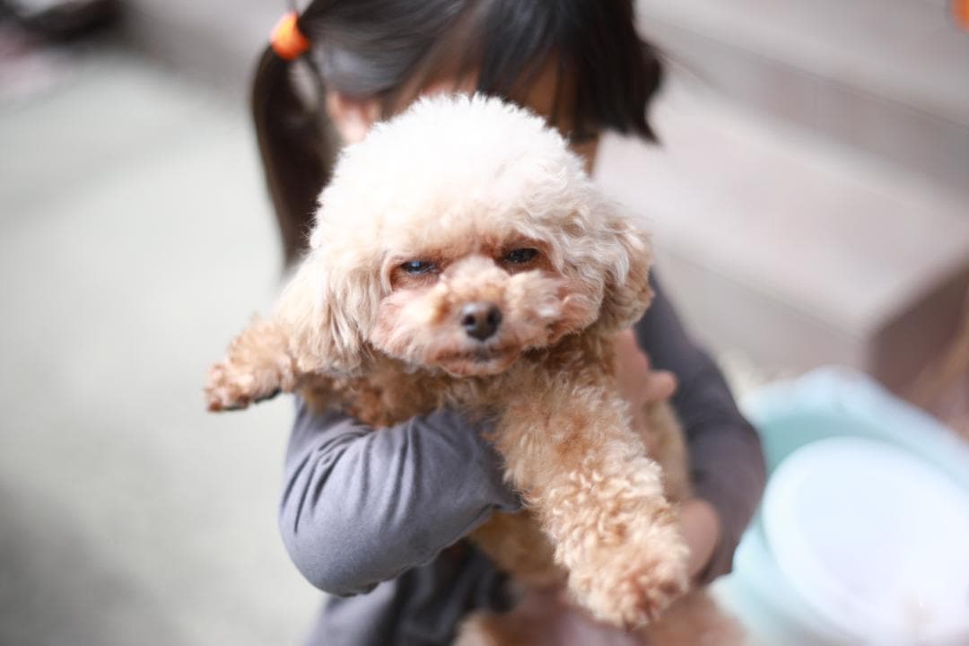 作例あり☆【整備済・完動品】CANON New FD 85mm f1.8