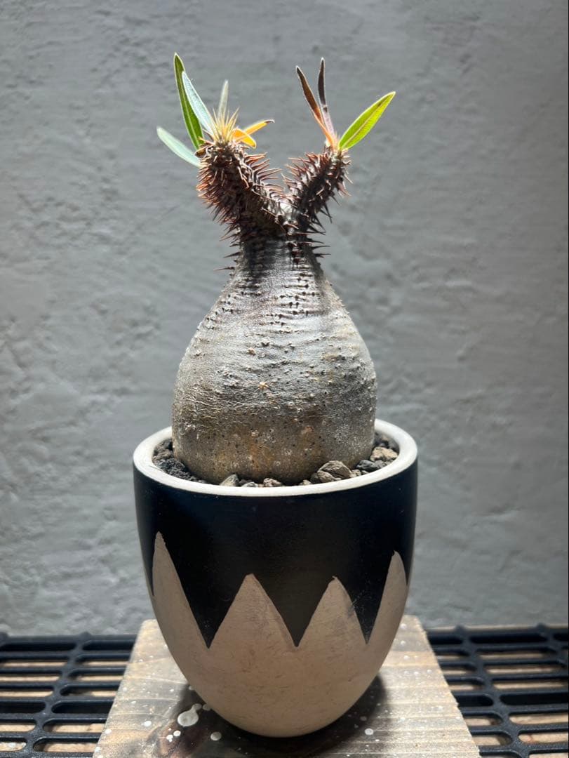 パキポディウム・グラキリス(現地球、発根済)