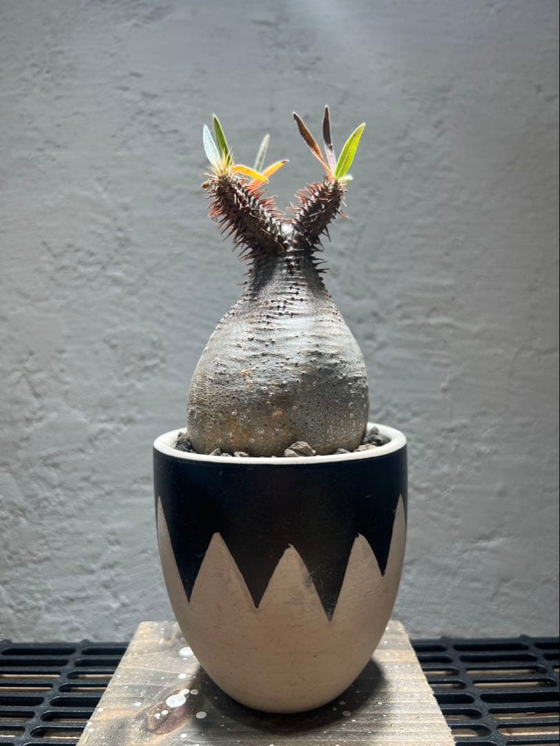 パキポディウム・グラキリス(現地球、発根済)