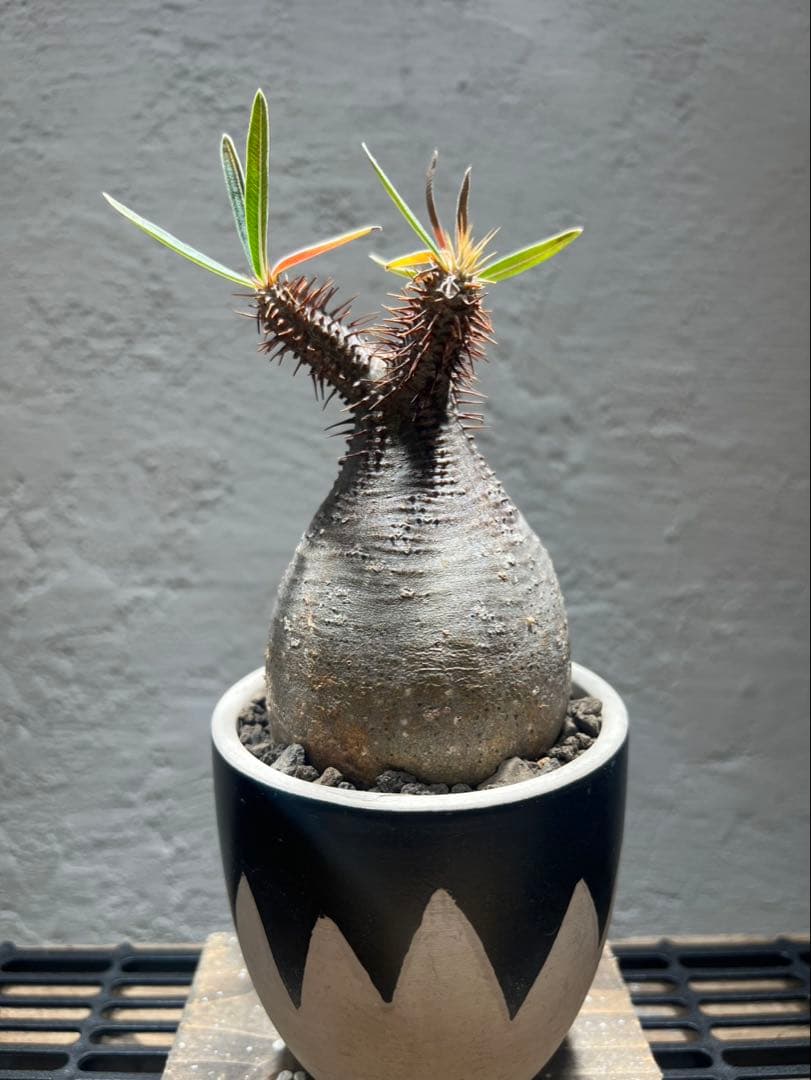 パキポディウム・グラキリス(現地球、発根済)