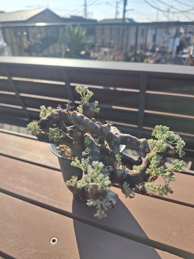 モンソニア ムルチフィダ　現地株