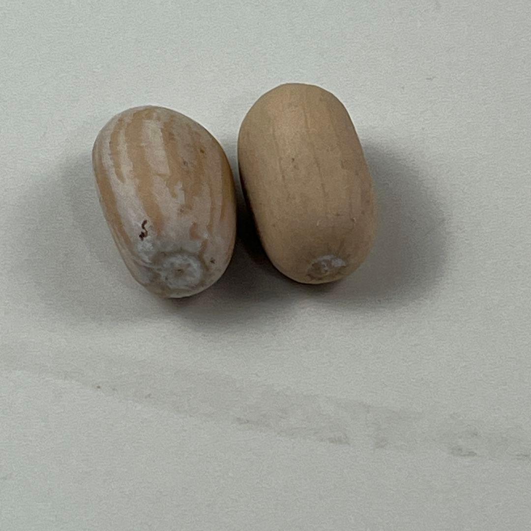 し*ち様 D78新鮮な種 エンセファラルトス・ホリダス 種子2粒