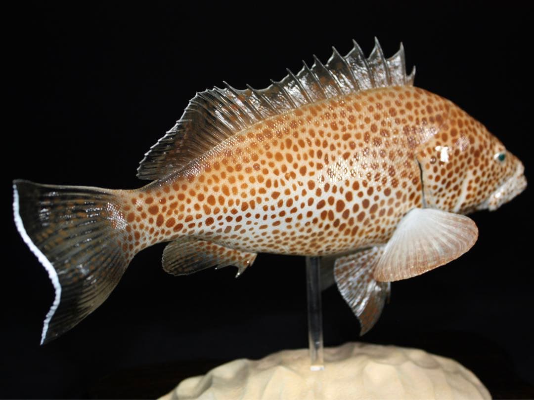 オオモンハタ　フィギュア　魚寸27cm