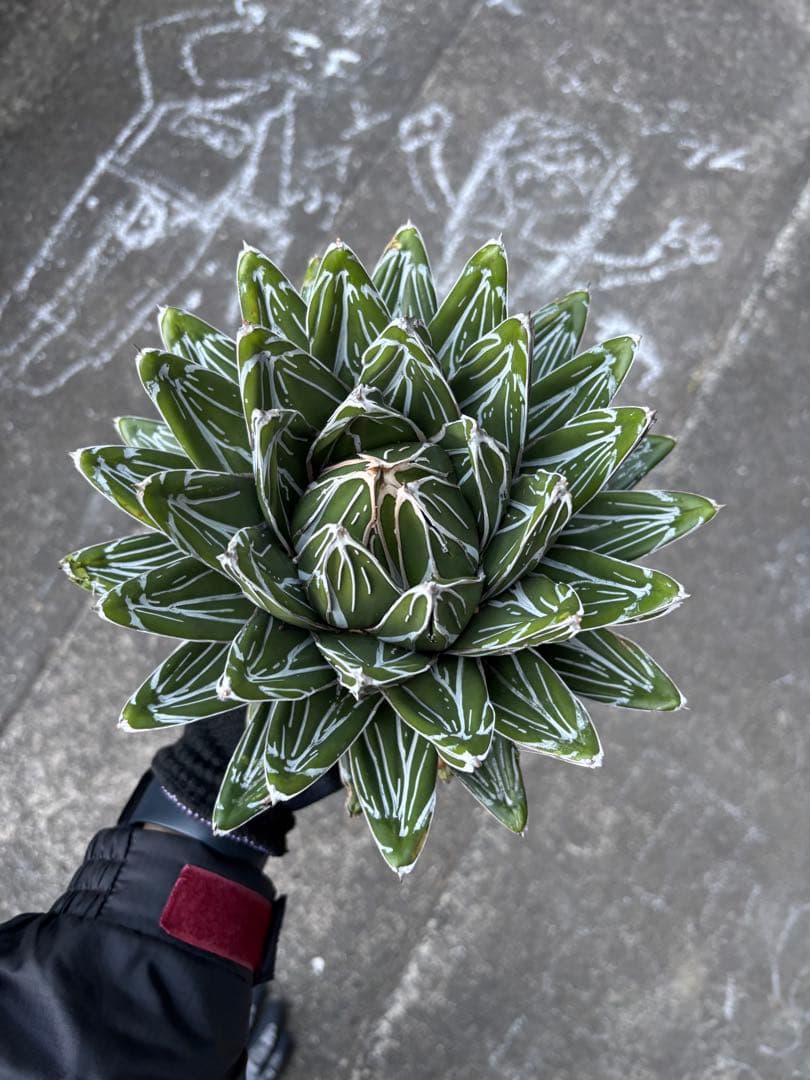 アガベ　笹の雪　子株販売　極上株