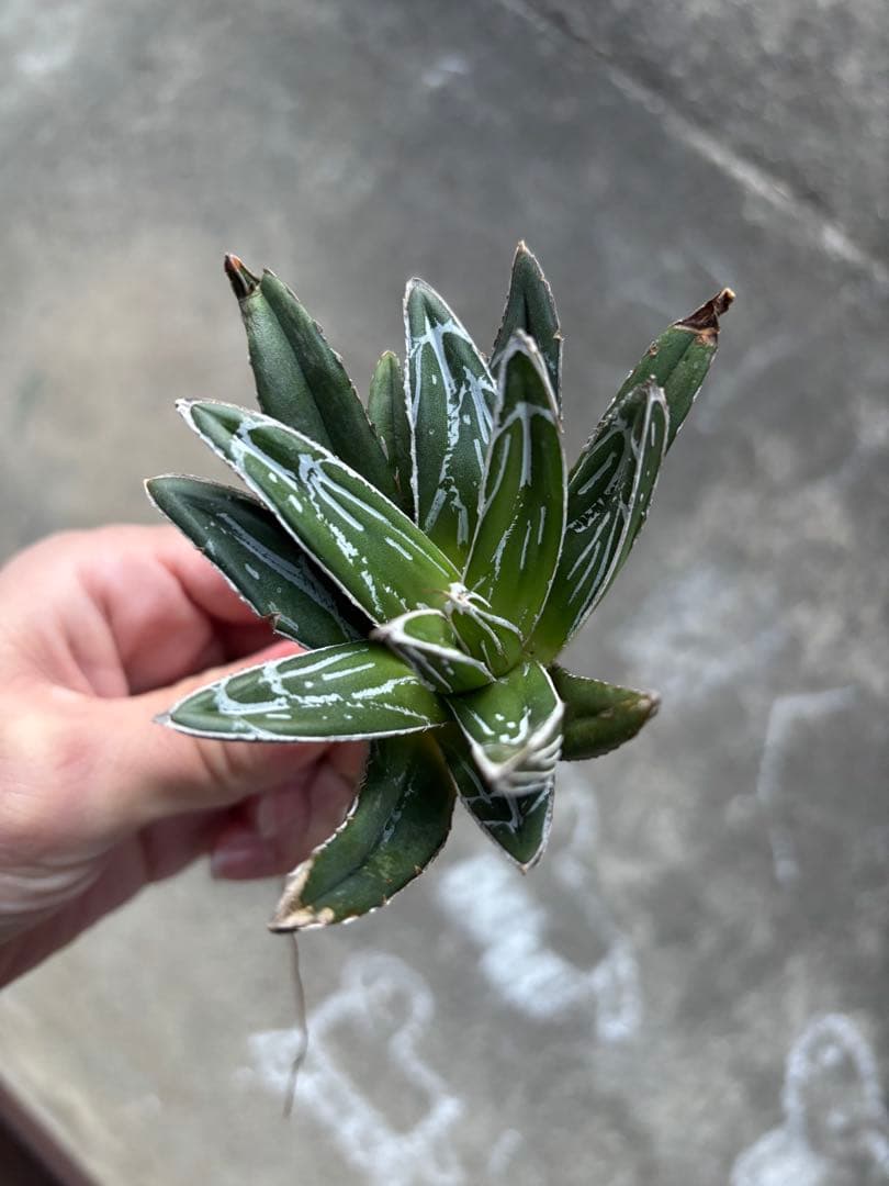 アガベ　笹の雪　子株販売　極上株