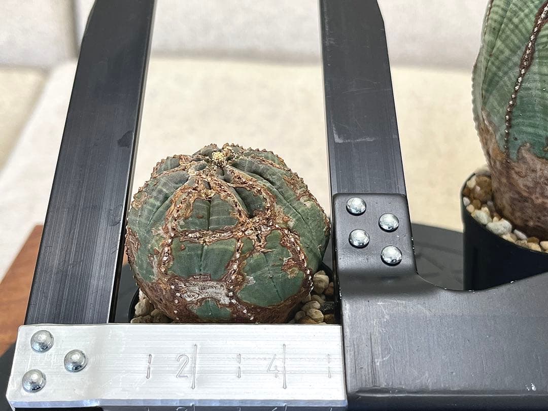 ユーフォルビア オベサ セット 木質化