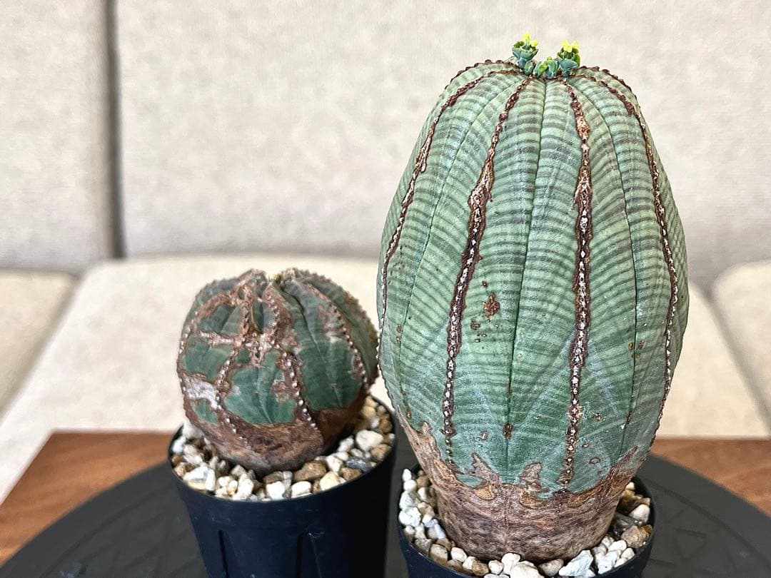 ユーフォルビア オベサ セット 木質化