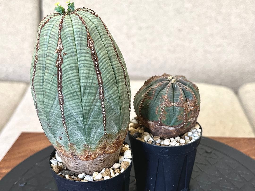 ユーフォルビア オベサ セット 木質化