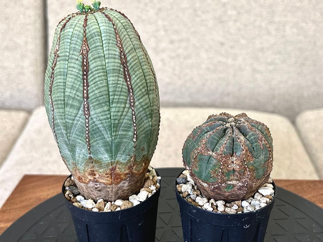 ユーフォルビア オベサ セット 木質化