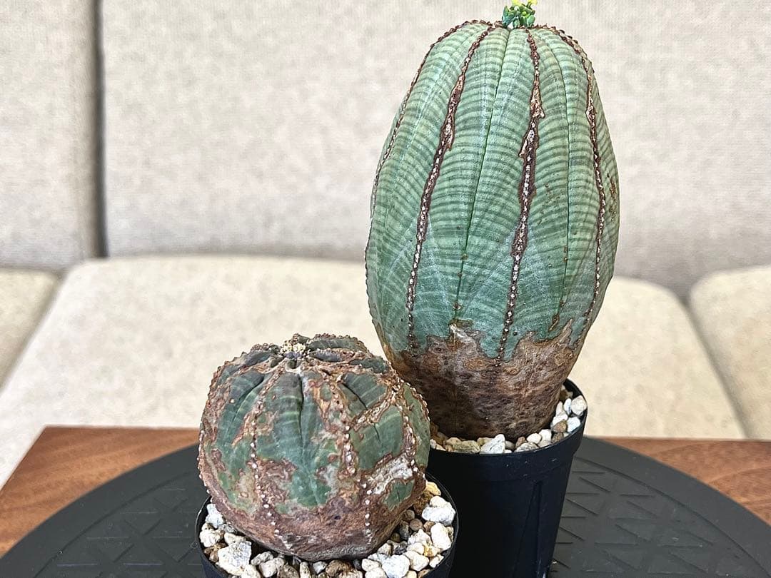 ユーフォルビア オベサ セット 木質化