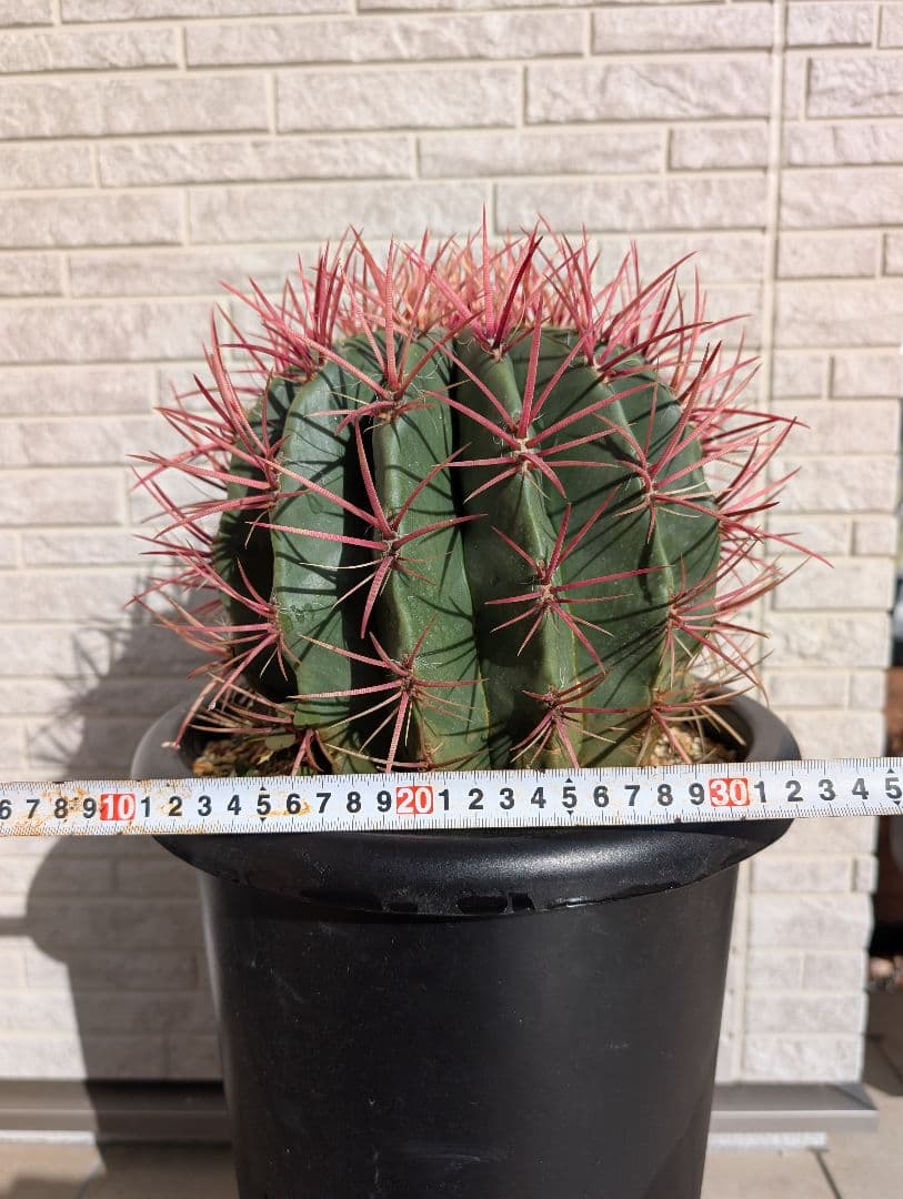 【Omc Labo】フェロカクタス 赤鳳 セキホウ サボテン　ドライガーデン