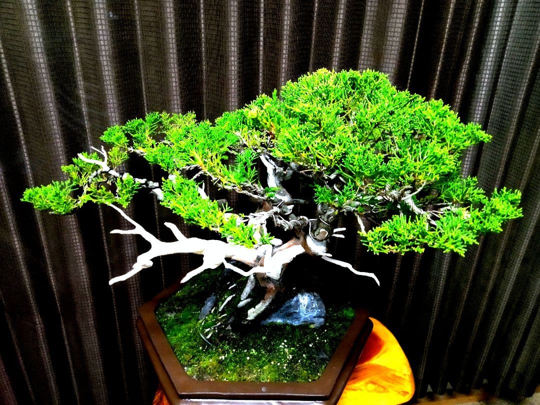 【中品 石付き　真柏盆栽】 　　⭕akave・2023様、専用❗