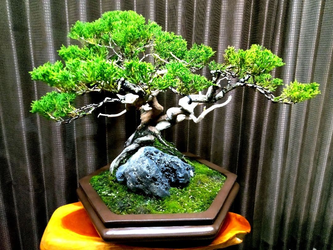 【中品 石付き　真柏盆栽】 　　⭕akave・2023様、専用❗