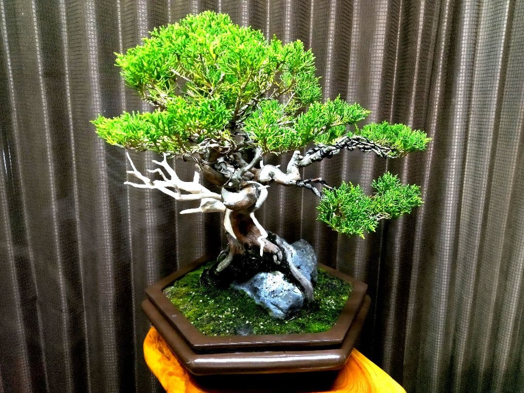 【中品 石付き　真柏盆栽】 　　⭕akave・2023様、専用❗