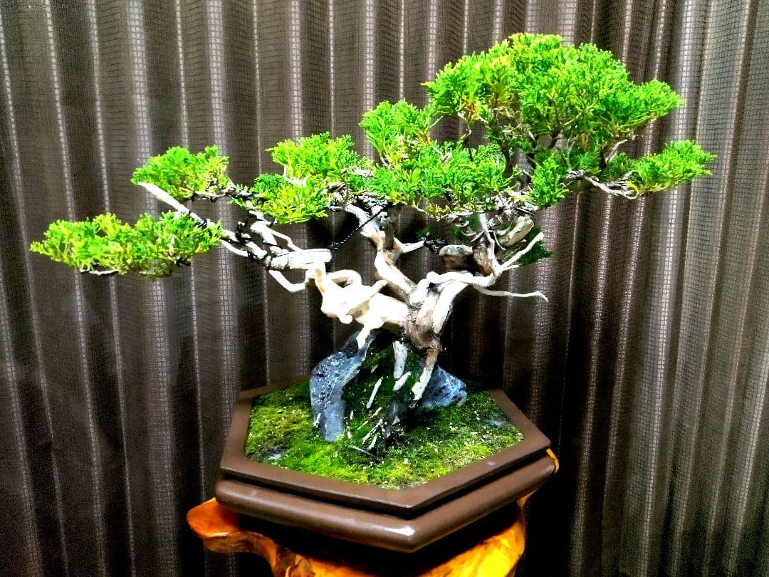 【中品 石付き　真柏盆栽】 　　⭕akave・2023様、専用❗