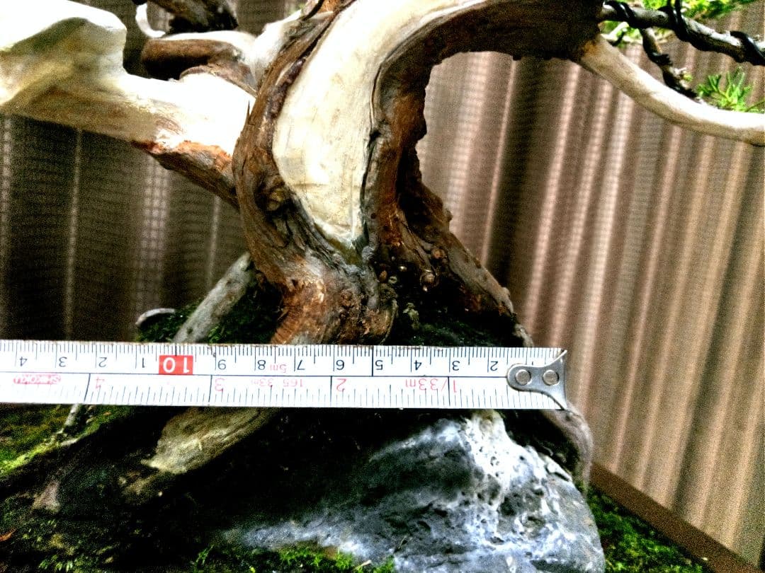 【中品 石付き　真柏盆栽】 　　⭕akave・2023様、専用❗