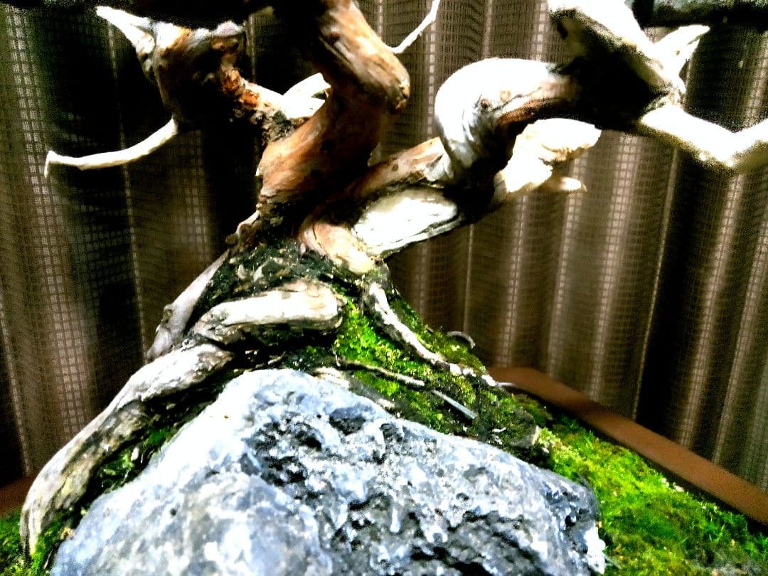 【中品 石付き　真柏盆栽】 　　⭕akave・2023様、専用❗