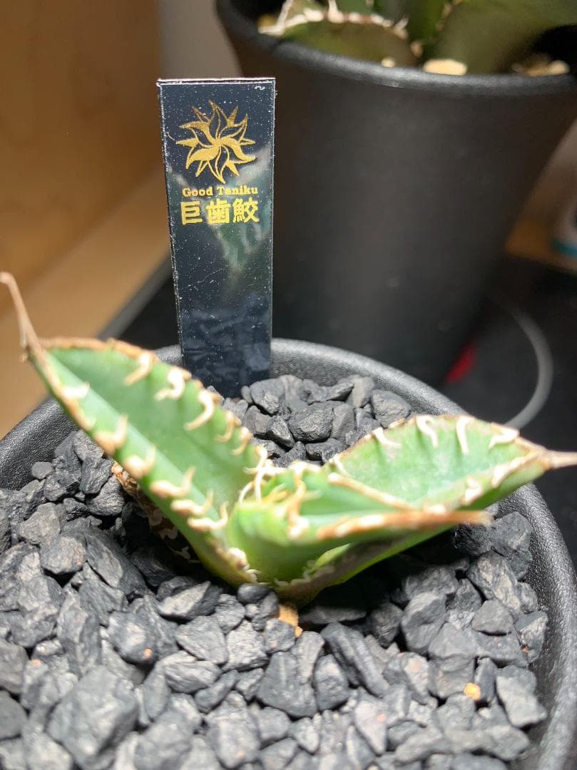 【goodtaniku】アガベ　激熱小籠包産巨歯鯊 カキコ　発根済