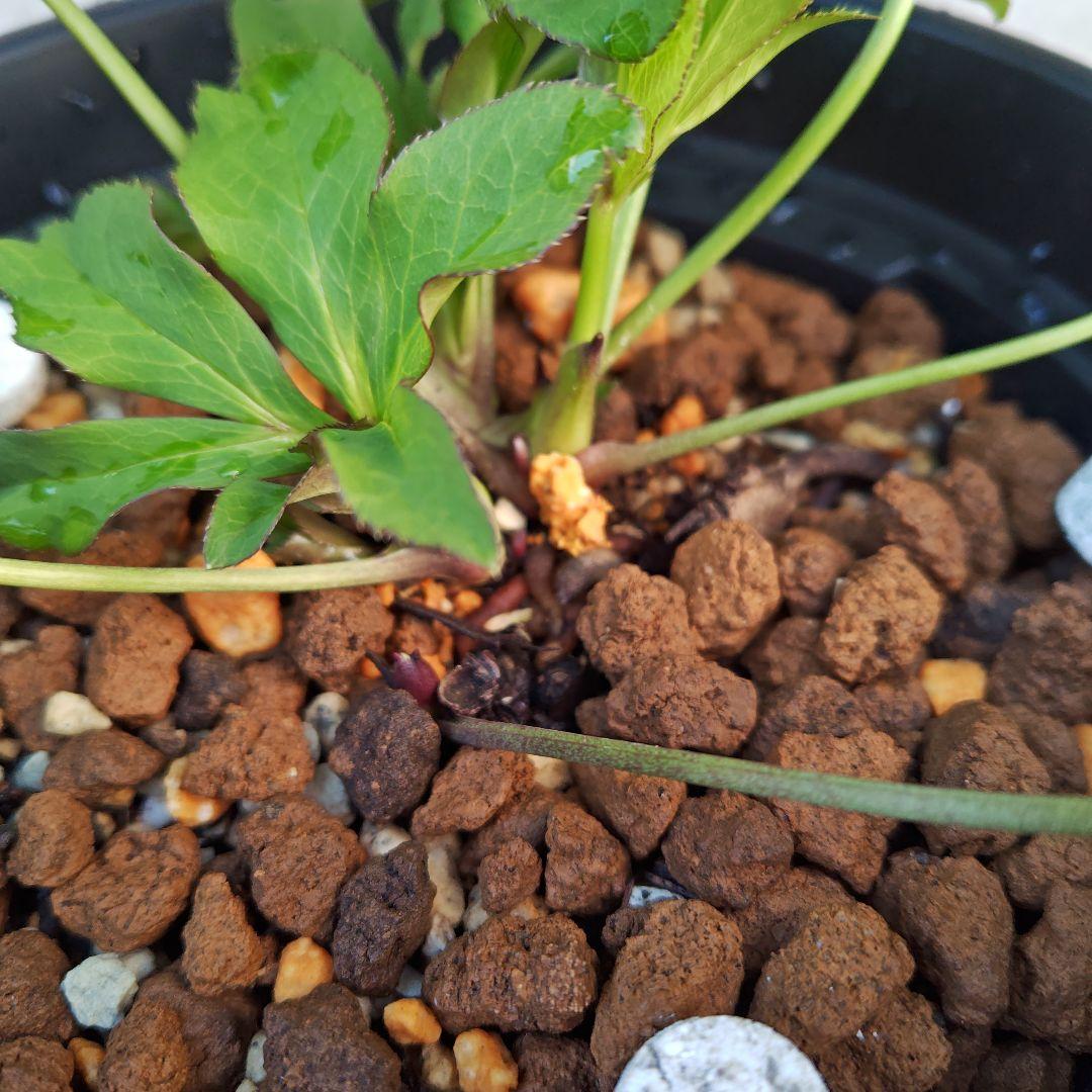 バ*カ様 クリスマスローズ 加藤農園 美黒姫 株分け