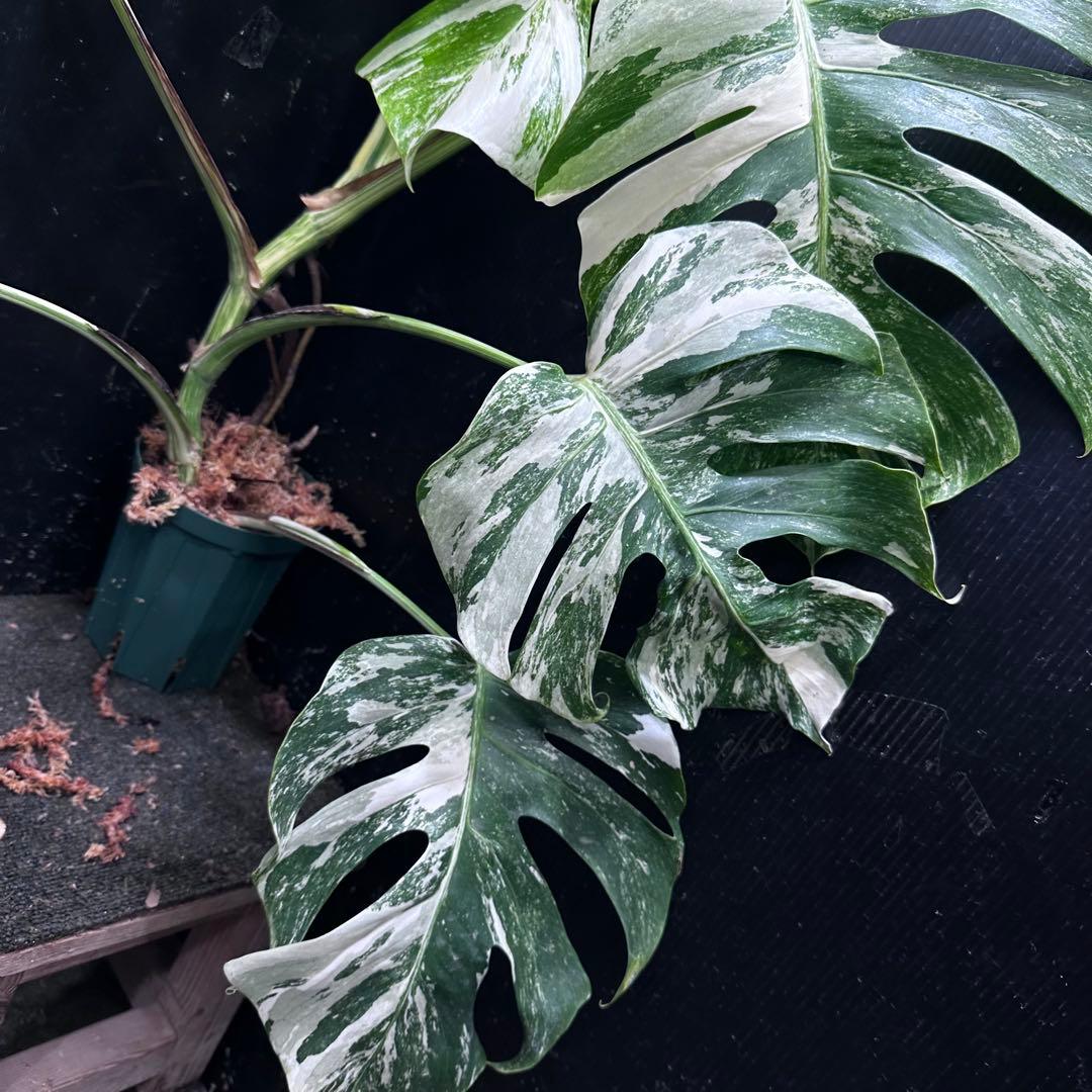 く*。様 斑入りモンステラ ホワイトタイガー極美大株73cm白斑多