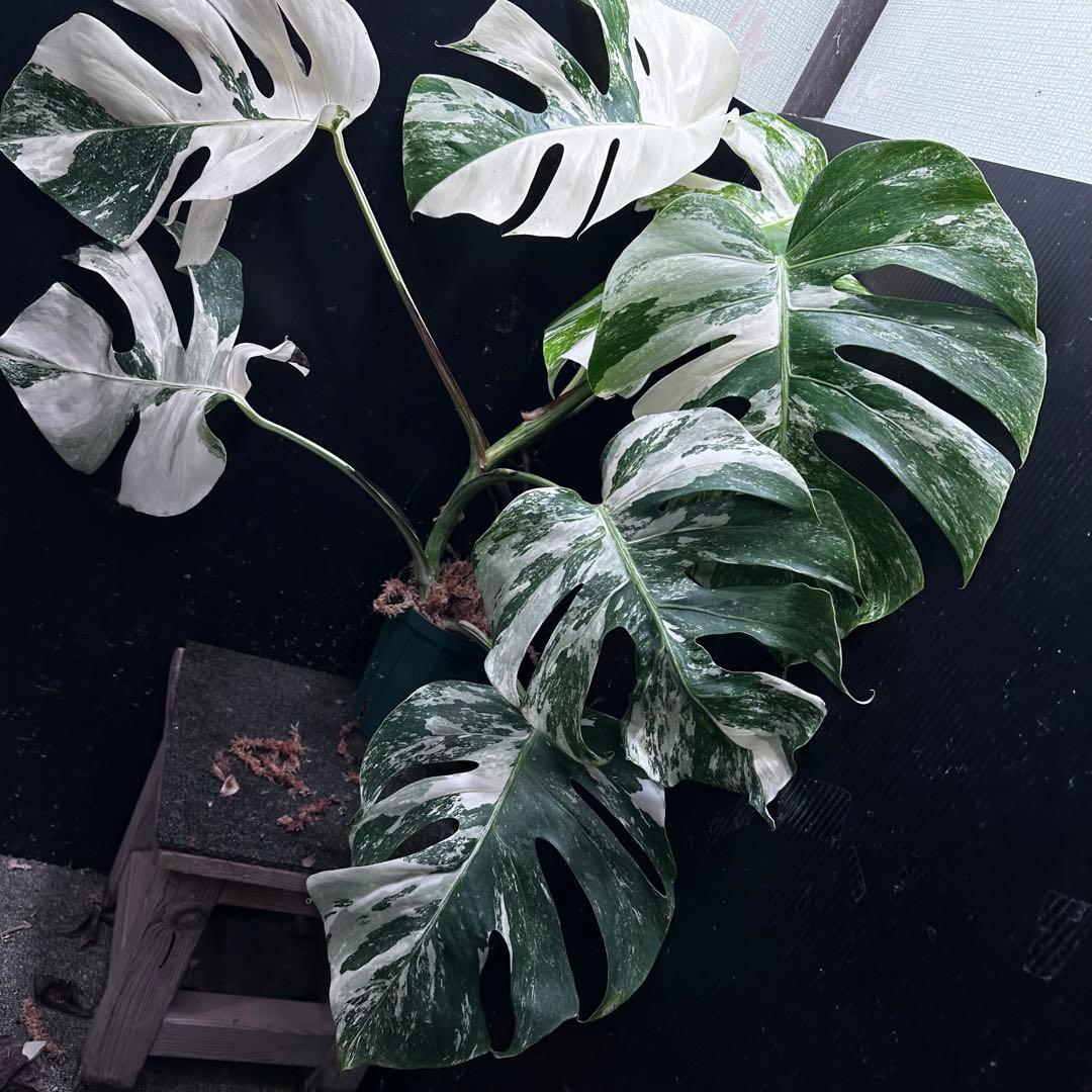 く*。様 斑入りモンステラ ホワイトタイガー極美大株73cm白斑多