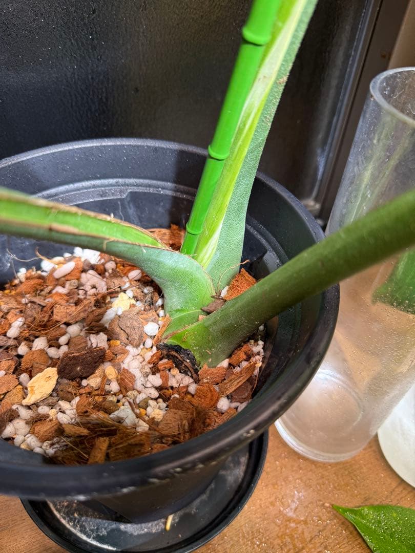 超レア モンステラ タトゥー【Monstera deliciosa Tattoo