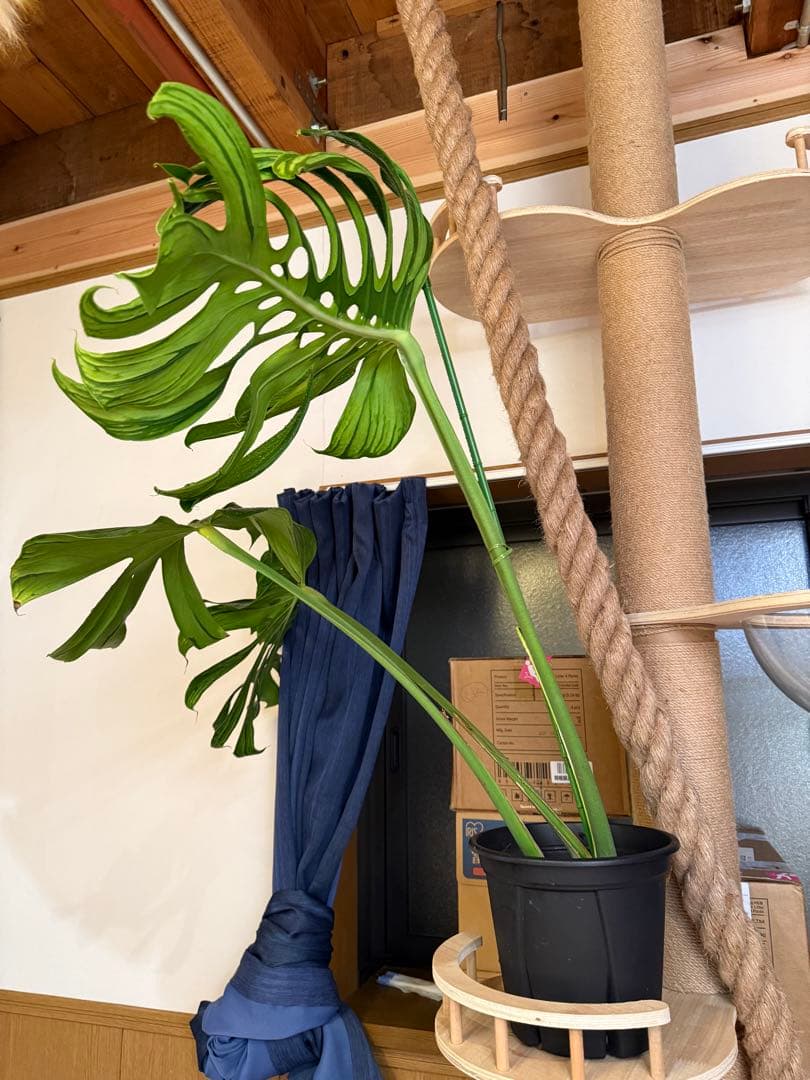 超レア モンステラ タトゥー【Monstera deliciosa Tattoo