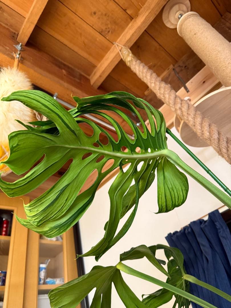 超レア モンステラ タトゥー【Monstera deliciosa Tattoo