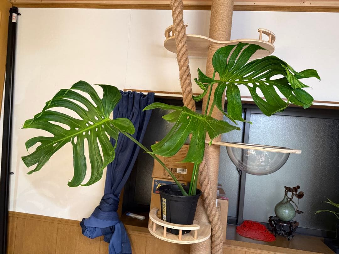 超レア モンステラ タトゥー【Monstera deliciosa Tattoo