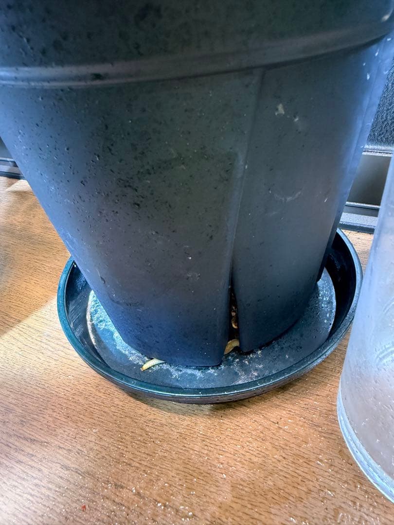 超レア モンステラ タトゥー【Monstera deliciosa Tattoo