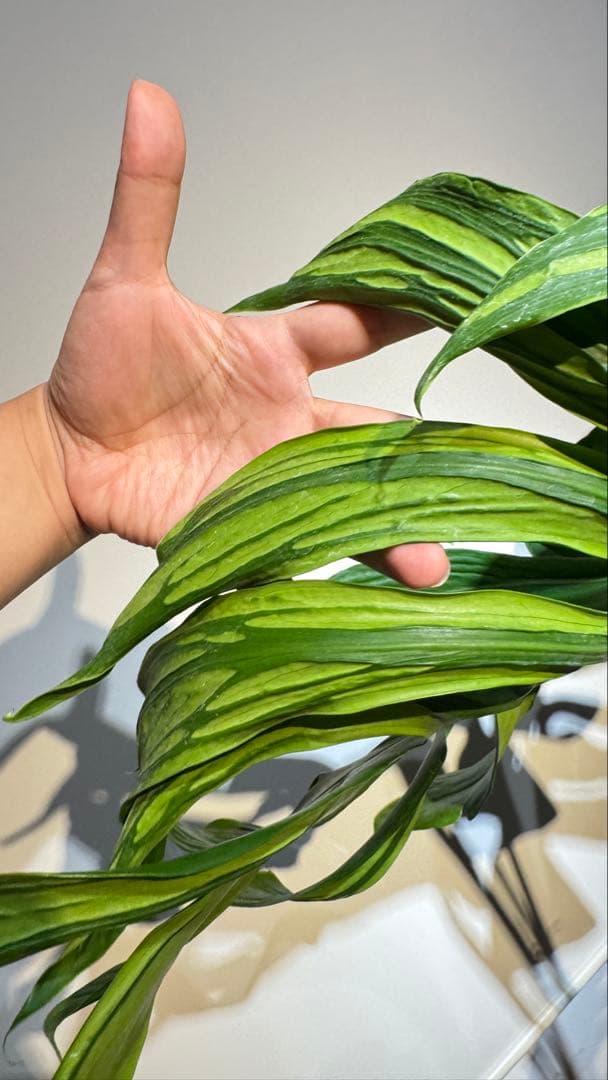 超レア モンステラ タトゥー【Monstera deliciosa Tattoo