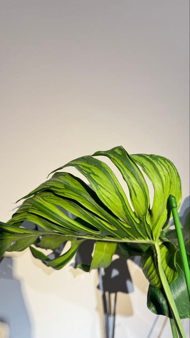 超レア モンステラ タトゥー【Monstera deliciosa Tattoo