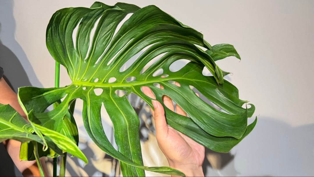 超レア モンステラ タトゥー【Monstera deliciosa Tattoo