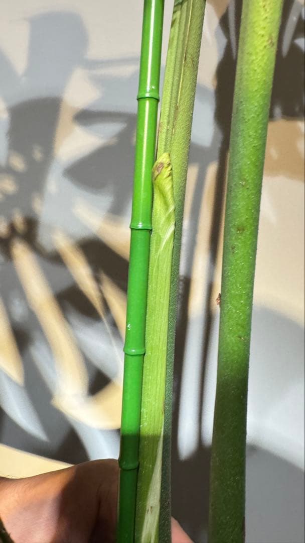 超レア モンステラ タトゥー【Monstera deliciosa Tattoo