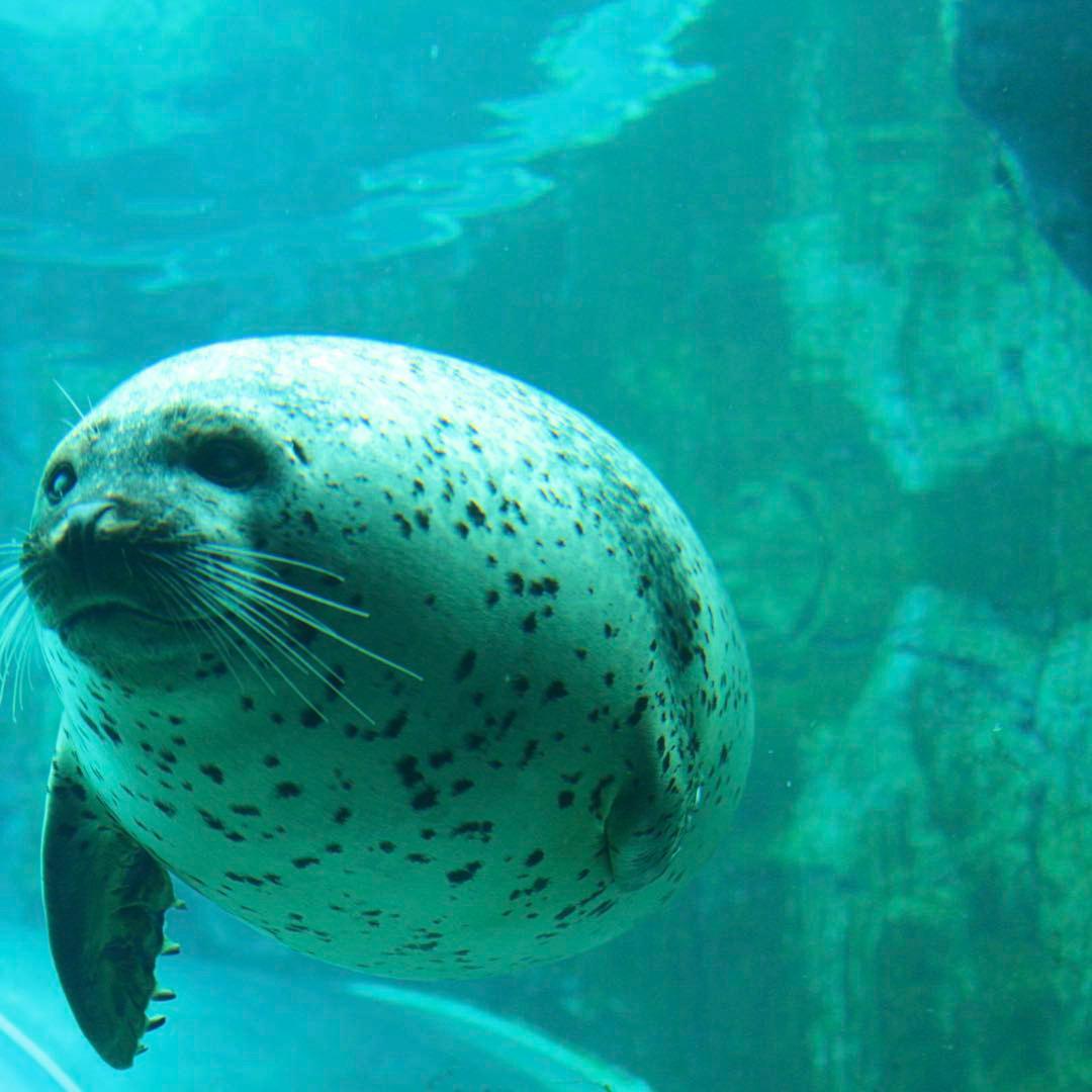 キャノン Canon EF 50mm F1.4 USM