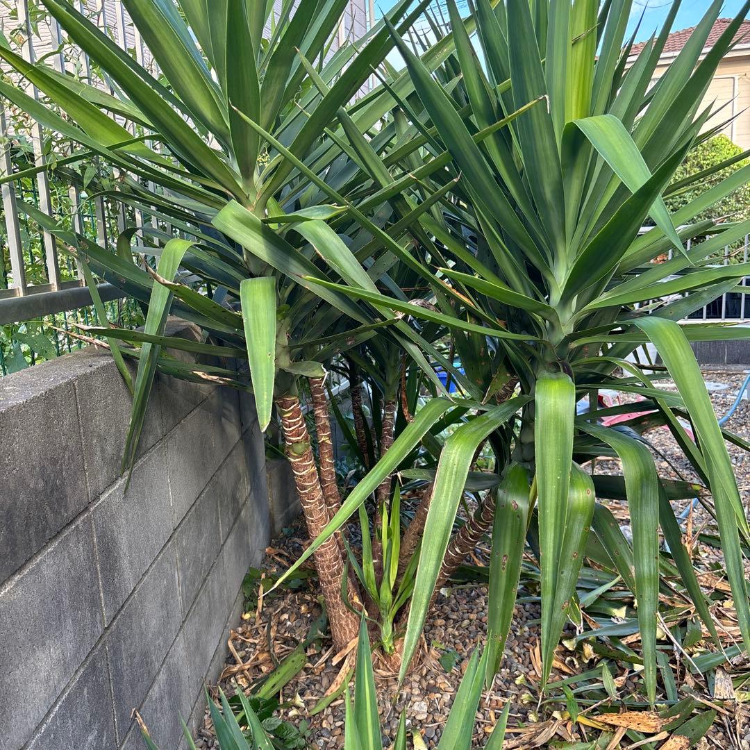 ユッカエレファンティペス-③