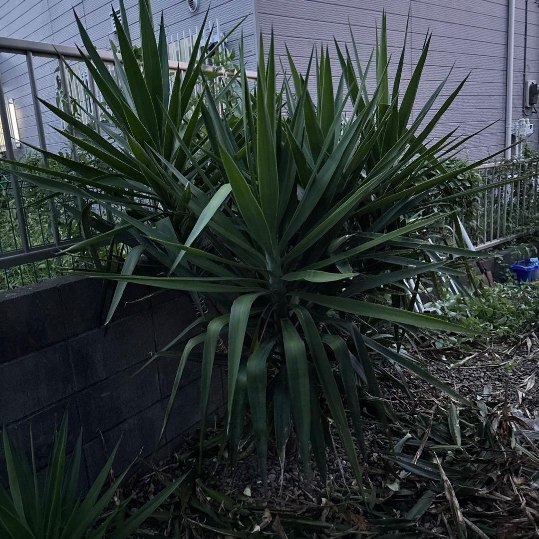 ユッカエレファンティペス-③